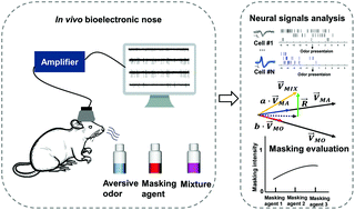 Abstrak grafis: Hidung bioelektronik in vivo untuk kemungkinan evaluasi kuantitatif penyembunyian bau menggunakan pola respons spasial sel M/T
