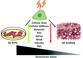 Graphical abstract: Senescent cells in 3D culture show suppressed senescence signatures