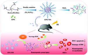 Graphical abstract: ROS-responsive EPO nanoparticles ameliorate ionizing radiation-induced hematopoietic injury