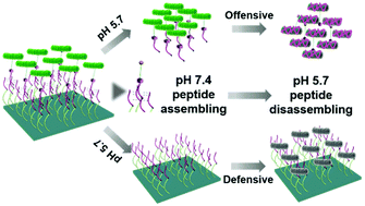 Graphical abstract: A versatile pH-responsive peptide based dynamic biointerface for tracking bacteria killing and infection resistance