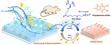 Graphical abstract: A sulfonate-based polypeptide toward infection-resistant coatings