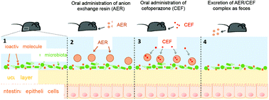 Graphical abstract: Specific adsorption of a β-lactam antibiotic in vivo by an anion-exchange resin for protection of the intestinal microbiota
