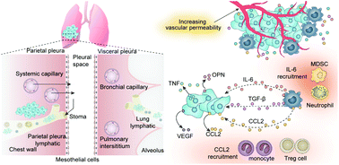 Graphical abstract: Local biomaterial-assisted antitumour immunotherapy for effusions in the pleural and peritoneal cavities caused by malignancies