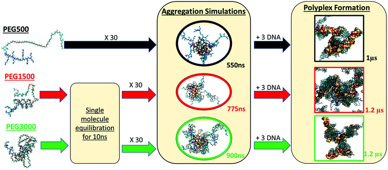 Graphical abstract: In silico study of PEI-PEG-squalene-dsDNA polyplex formation: the delicate role of the PEG length in the binding of PEI to DNA