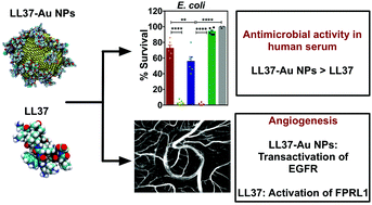 Graphical abstract: Antimicrobial and pro-angiogenic properties of soluble and nanoparticle-immobilized LL37 peptides