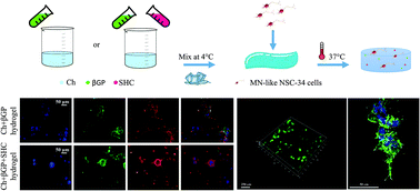 Graphical abstract: Thermosensitive chitosan-based hydrogels supporting motor neuron-like NSC-34 cell differentiation
