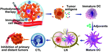 Graphical abstract: Self-adjuvanting photosensitizer nanoparticles for combination photodynamic immunotherapy