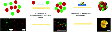 Graphical abstract: Generation of 3D cellular spheroids using DNA modified cell receptors and programmable DNA interactions