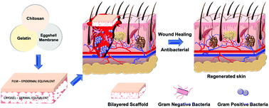 Graphical abstract: A bilayered skin substitute developed using an eggshell membrane crosslinked gelatin–chitosan cryogel