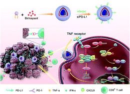 Graphical abstract: A nanodrug incorporating siRNA PD-L1 and Birinapant for enhancing tumor immunotherapy