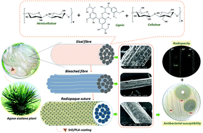 Graphical abstract: Intrinsically radiopaque and antimicrobial cellulose based surgical sutures from mechanically powerful Agave sisalana plant leaf fibers