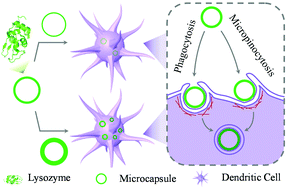 Graphical abstract: Effect of the stiffness of one-layer protein-based microcapsules on dendritic cell uptake and endocytic mechanism