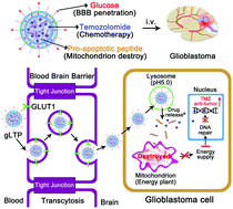 Graphical abstract: Blood–brain barrier penetrating liposomes with synergistic chemotherapy for glioblastoma treatment