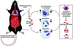 Graphical abstract: Hyaluronan-coated Prussian blue nanoparticles relieve LPS-induced peritonitis by suppressing oxidative species generation in tissue-resident macrophages