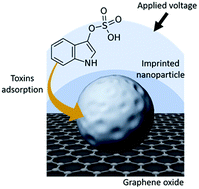 Graphical abstract: Rapid detection of free and bound toxins using molecularly imprinted silica/graphene oxide hybrids