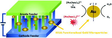 Graphical abstract: Wireless electrochemiluminescence at functionalised gold microparticles using 3D titanium electrode arrays