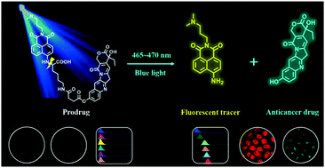 Graphical abstract: A 4-aminonaphthalimide-based fluorescent traceable prodrug with excellent photoinduced cytotoxicity