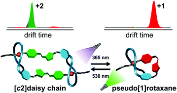 Graphical abstract: Light-controlled interconversion between a [c2]daisy chain and a lasso-type pseudo[1]rotaxane