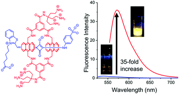 Graphical abstract: Supramolecular capture of highly polar amidosquaraine dye in water with nanomolar affinity and large turn-on fluorescence