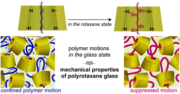 Graphical abstract: Direct enhancement of intercomponent interactions in polyrotaxane and its pronounced effects on glass state properties