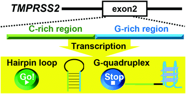 Graphical abstract: Intramolecular G-quadruplex-hairpin loop structure competition of a GC-rich exon region in the TMPRSS2 gene