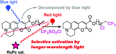 Graphical abstract: Red-light-activatable ruthenium phthalocyanine catalysts