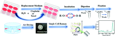 Graphical abstract: Determination of IC50 values of anticancer drugs on cells by D2O – single cell Raman spectroscopy