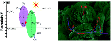 Graphical abstract: Synthesis and enhanced photocatalytic activity of the flower-like CdS/Zn3(PO4)2 Z-scheme heteronanostructures