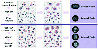 Graphical abstract: Effect of poly(acrylic acid) on crystallization of calcium carbonate in a hydrogel