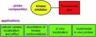 Graphical abstract: Fluorescent kinase inhibitors as probes in cancer