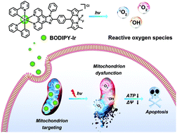 Graphical abstract: A mitochondrion-targeted BODIPY-Ir(iii) conjugate as a photoinduced ROS generator for the oxidative destruction of triple-negative breast cancer cells