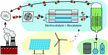 Graphical abstract: Designing an innovation system to support profitable electro- and bio-catalytic carbon upgrade