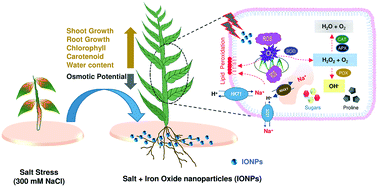Graphical abstract: Dual nanozyme characteristics of iron oxide nanoparticles alleviate salinity stress and promote the growth of an agroforestry tree, Eucalyptus tereticornis Sm.