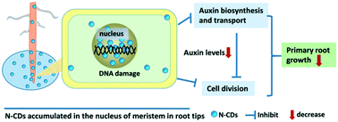 Graphical abstract: Response of primary root to nitrogen-doped carbon dots in Arabidopsis thaliana: alterations in auxin level and cell division activity