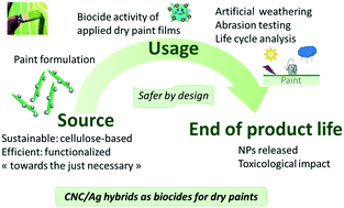 Graphical abstract: CNC/AgNP hybrids as safer-by-design biocides in paints