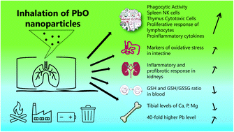 Graphical abstract: Six-week inhalation of lead oxide nanoparticles in mice affects antioxidant defense, immune response, kidneys, intestine and bones