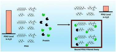 Graphical abstract: Proteins as adsorbents for PFAS removal from water
