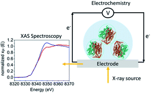 Graphical abstract: Enzymatic X-ray absorption spectroelectrochemistry