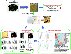 Graphical abstract: Beneficial effects of Lactobacillus-fermented black barley on high fat diet-induced fatty liver in rats