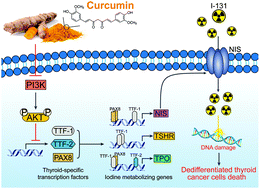 Graphical abstract: Curcumin enhances the membrane trafficking of the sodium iodide symporter and augments radioiodine uptake in dedifferentiated thyroid cancer cells via suppression of the PI3K-AKT signaling pathway