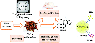 Graphical abstract: The anti-infective activity of Salvia miltiorrhiza against Staphylococcus aureus by attenuating accessory gene regulator system-mediated virulence