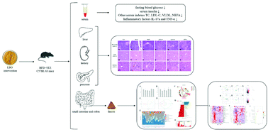 Graphical abstract: Oligosaccharides derived from Lycium barbarum ameliorate glycolipid metabolism and modulate the gut microbiota community and the faecal metabolites in a type 2 diabetes mouse model: metabolomic bioinformatic analysis