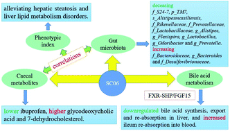 Graphical abstract: Bacillus amyloliquefaciens SC06 alleviates the obesity of ob/ob mice and improves their intestinal microbiota and bile acid metabolism