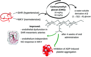 Graphical abstract: Yeast carboxymethyl-glucan improves endothelial function and inhibits platelet aggregation in spontaneously hypertensive rats