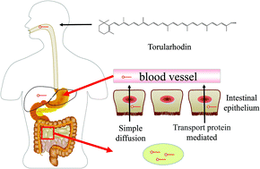 Graphical abstract: Bioavailability evaluation of the intestinal absorption and liver accumulation of torularhodin using a rat postprandial model