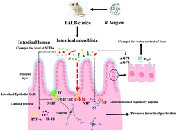 Graphical abstract: Bifidobacterium longum relieves constipation by regulating the intestinal barrier of mice