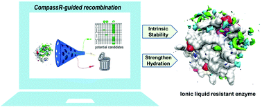 Graphical abstract: CompassR-guided recombination unlocks design principles to stabilize lipases in ILs with minimal experimental efforts