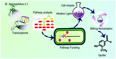 Graphical abstract: Decoding lignin valorization pathways in the extremophilic Bacillus ligniniphilus L1 for vanillin biosynthesis