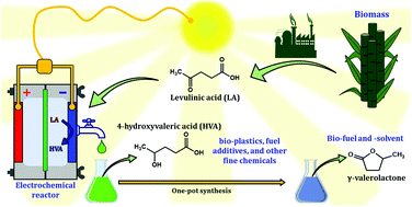 Graphical abstract: Tuning the selectivity of electrochemical levulinic acid reduction to 4-hydroxyvaleric acid: a monomer for biocompatible and biodegradable plastics