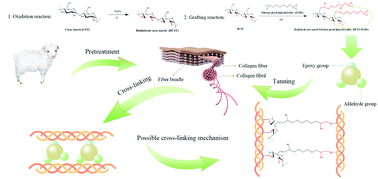Graphical abstract: Chrome-free tanning agent based on epoxy-modified dialdehyde starch towards sustainable leather making